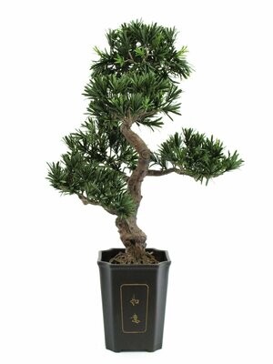 Bonsai tekokasvi ruukussa 80cm