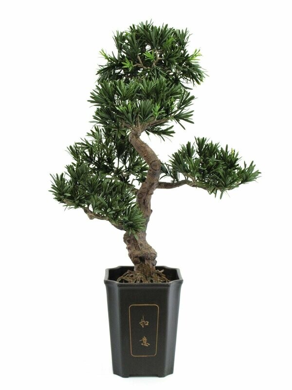 Bonsai tekokasvi ruukussa 80cm