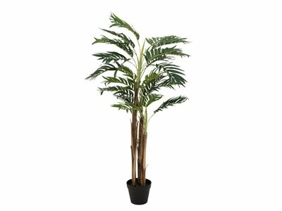 Areca -tekopalmu ruukussa 110cm