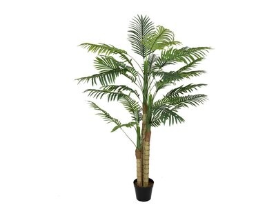 Areca -tekopalmu ruukussa 150cm