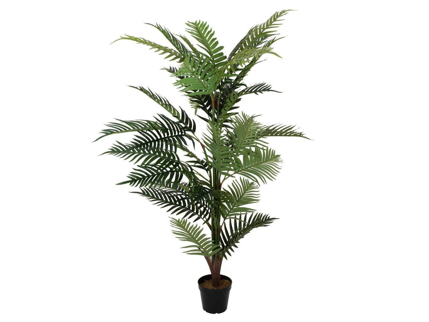 Areca tekopalmu 150cm
