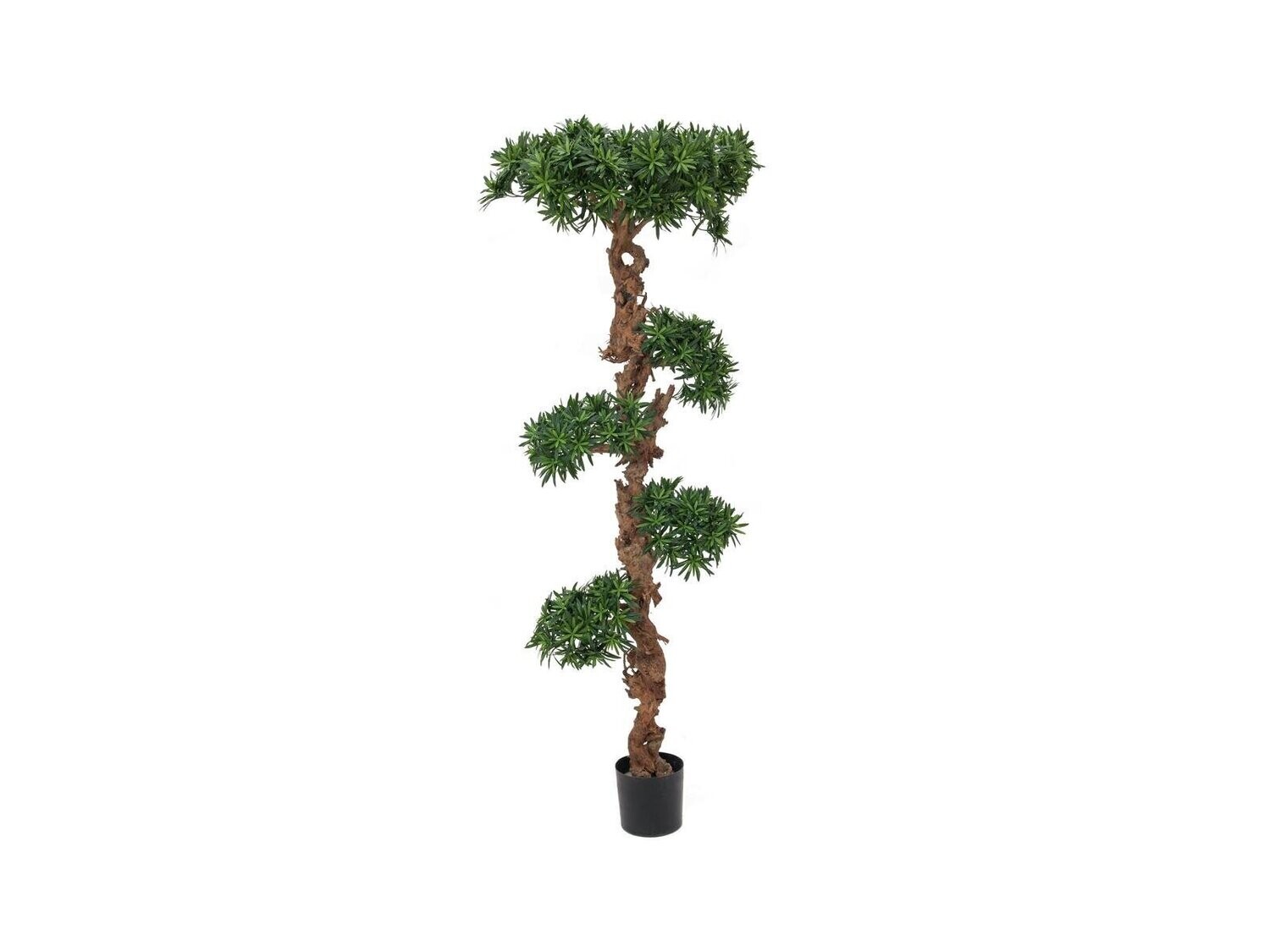 Bonsai tekokasvi ruukussa 180cm