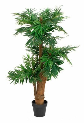 Areca tekopalmu 140cm