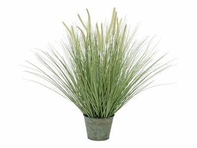 Koristeheinäkasvi ruukussa 70cm