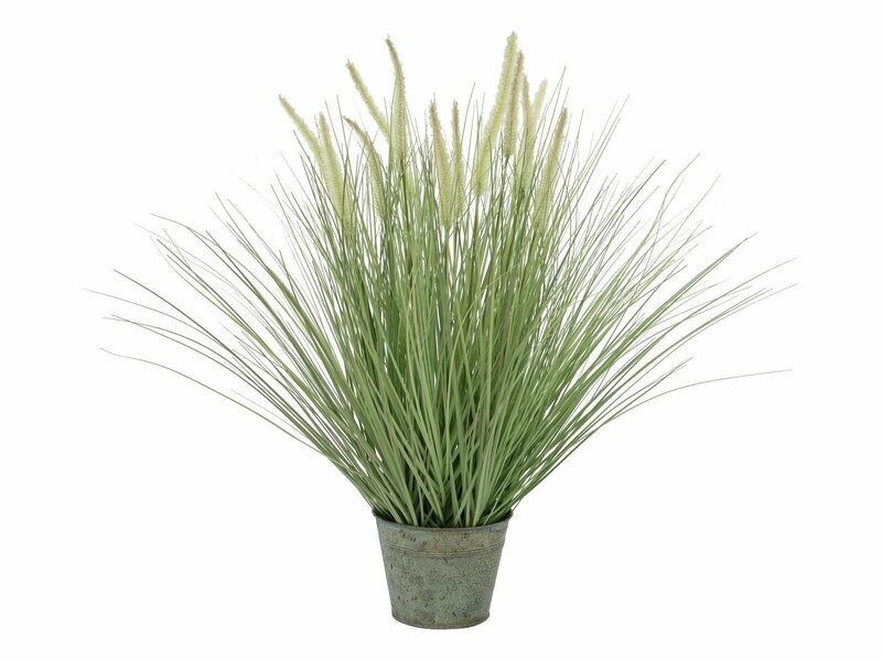 Koristeheinäkasvi ruukussa 70cm