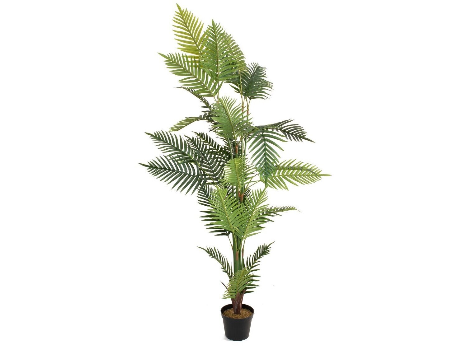 Areca tekopalmu 180cm