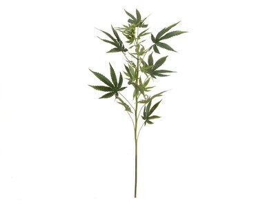 Hamppu tekolehti 90cm