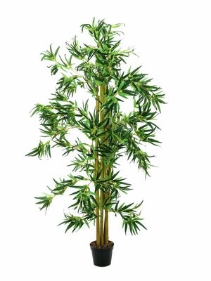 Bambu tekopensas ruukussa 210cm