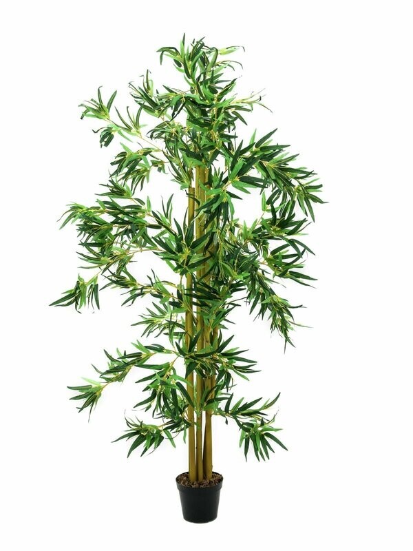 Bambu tekopensas ruukussa 210cm