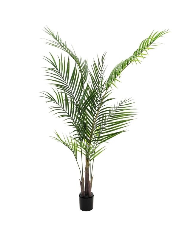 Areca tekopalmu 165cm