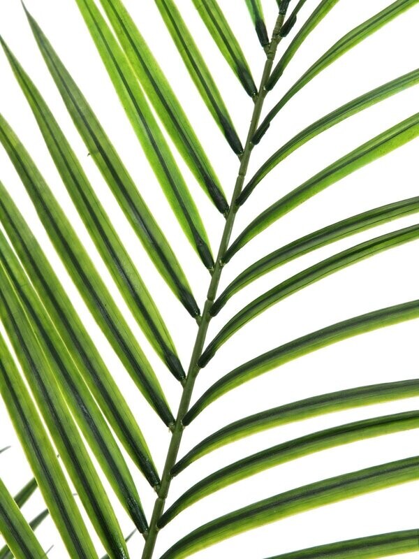 Areca tekopalmu 165cm