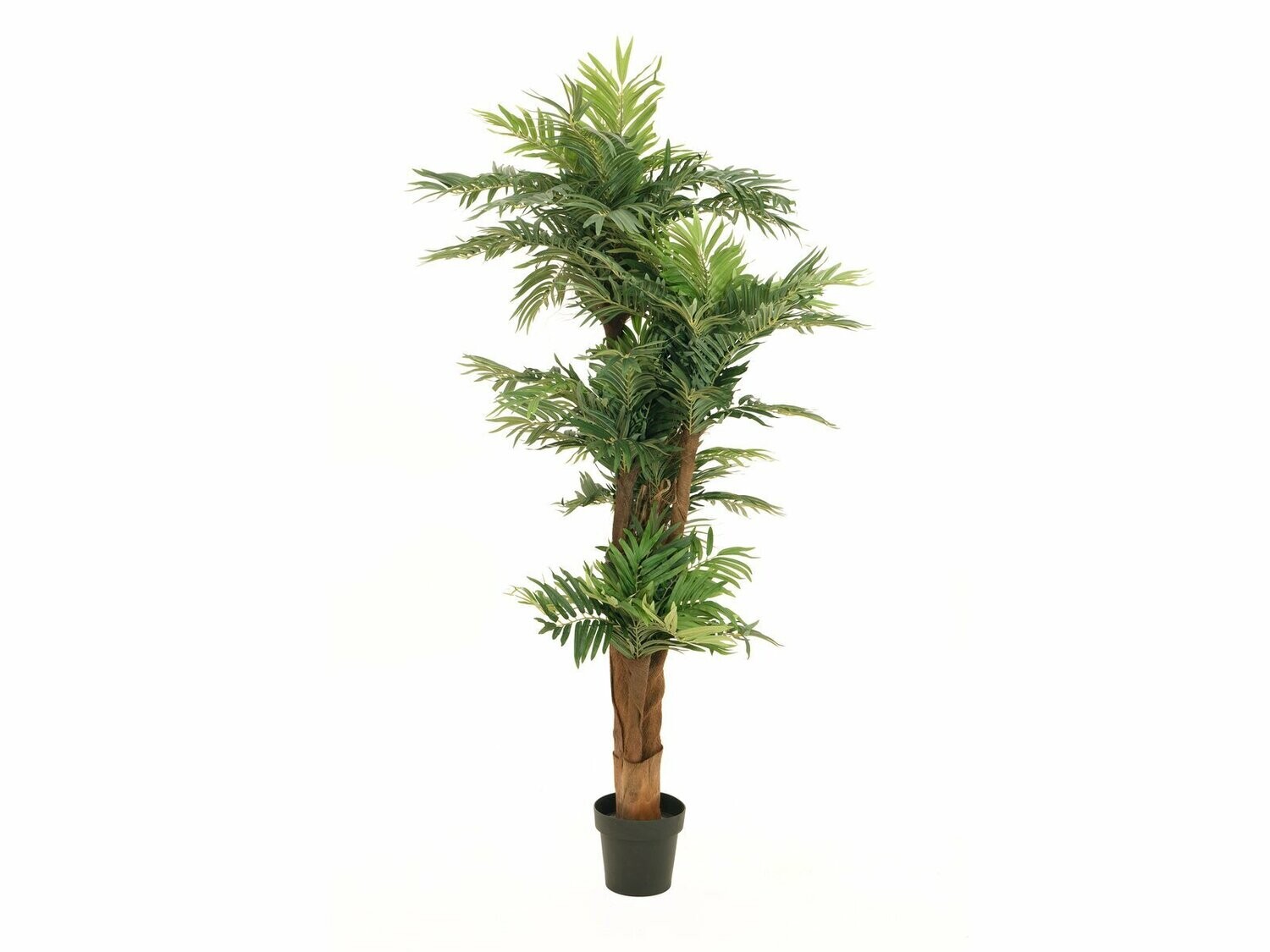 Areca tekopalmu 170cm