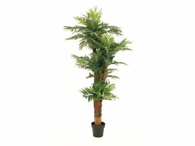 Areca tekopalmu 170cm