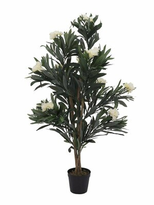 Oleanteri tekopensas ruukussa 120cm