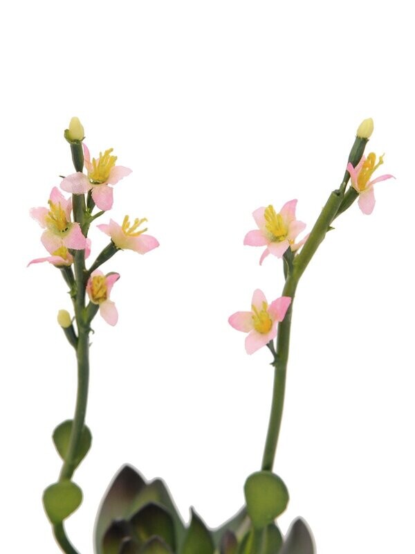 Kukkiva tekomehikasvi