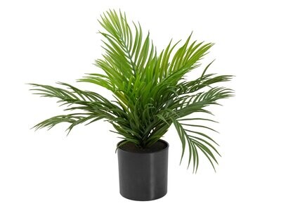 Areca tekopalmu ruukussa 45cm