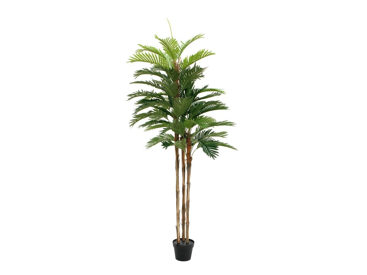 Kentia -tekopalmu 180cm