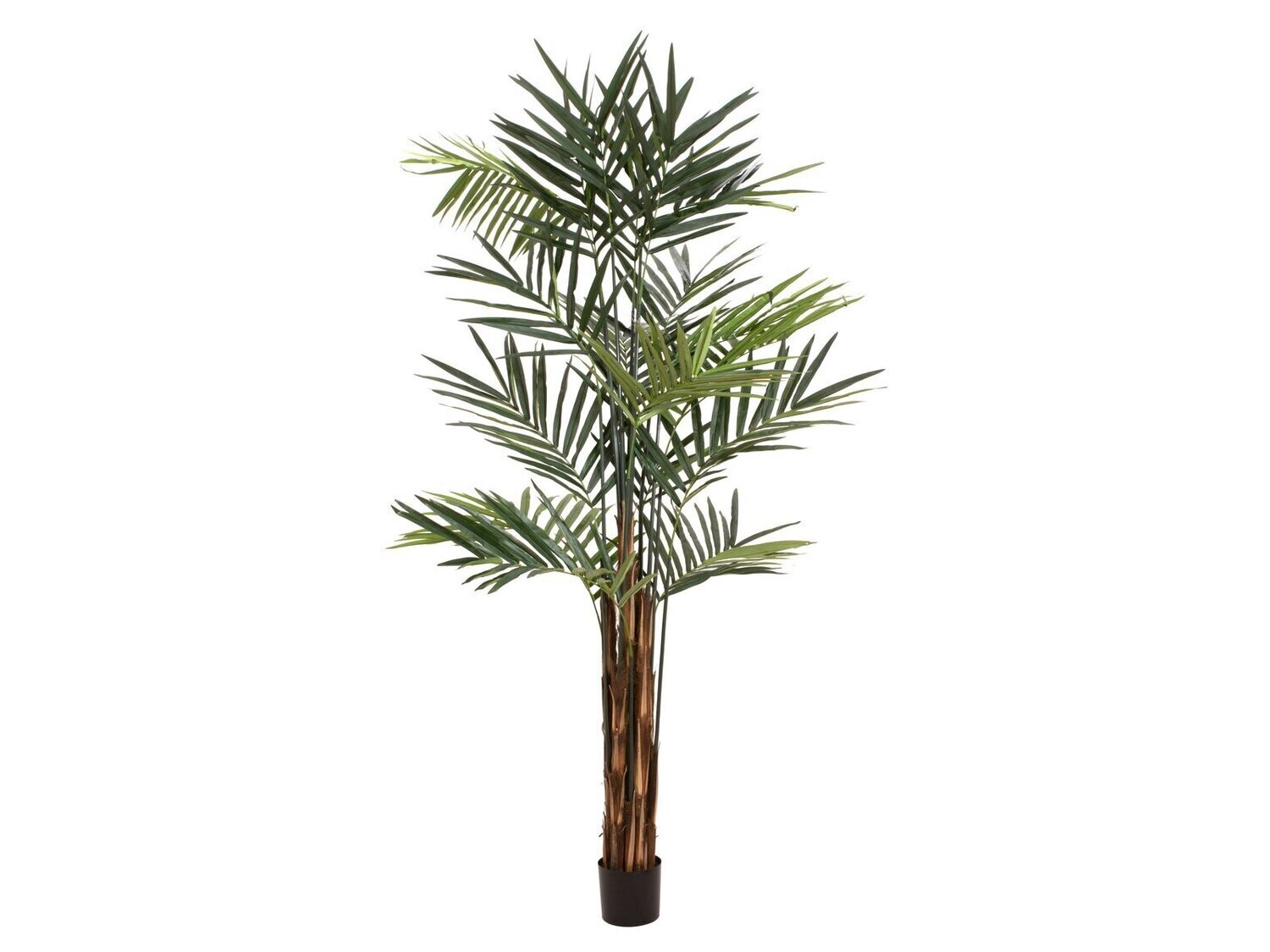 Kentia tekopalmu 300cm