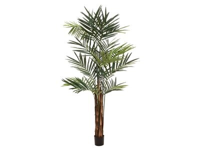 Kentia tekopalmu 300cm