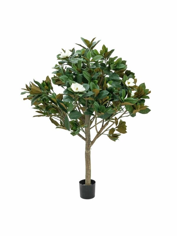 Magnolia tekopuu 150cm