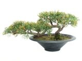 Setri bonsai tekokasvi ruukussa 40cm