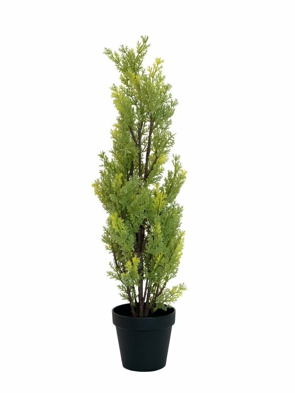 Sypressi tekopuu 60cm
