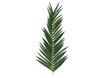 Palmun tekolehti 150cm