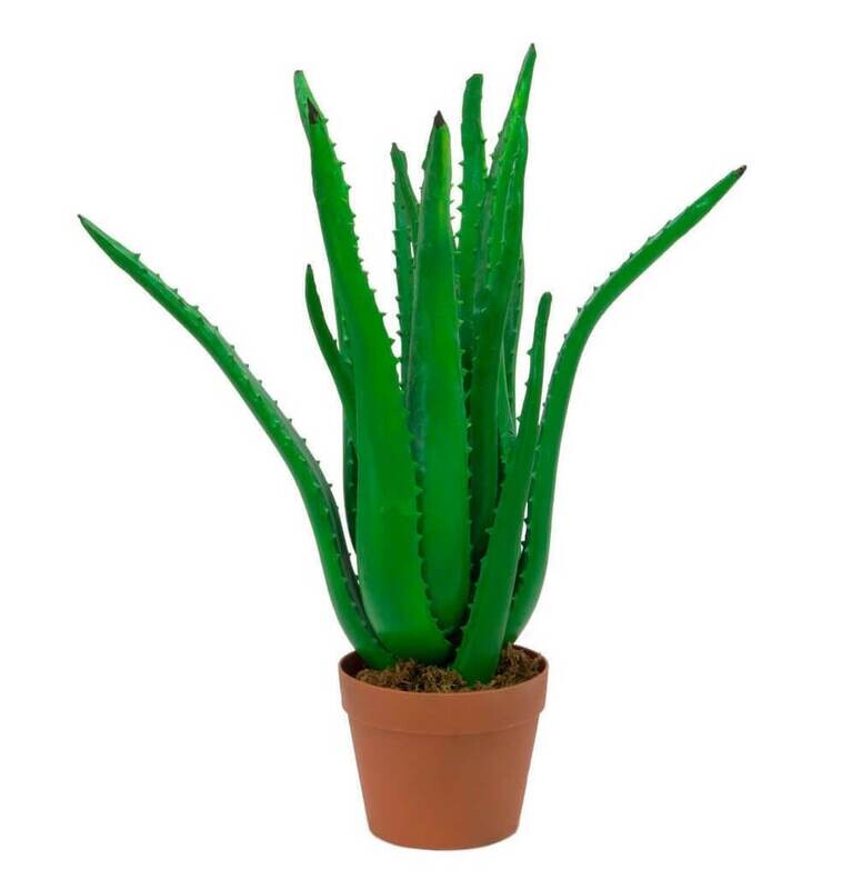 Tekokasvi Aloe Vera ruukussa 63cm