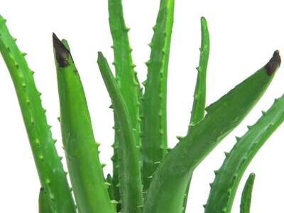 Tekokasvi Aloe Vera ruukussa 63cm