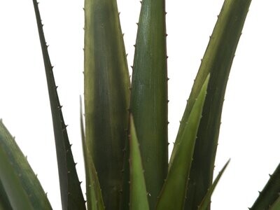 Tekokasvi Aloe Vera ruukussa 60cm