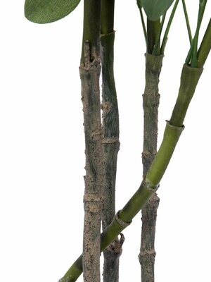 Aralia tekokasvi ruukussa 120cm