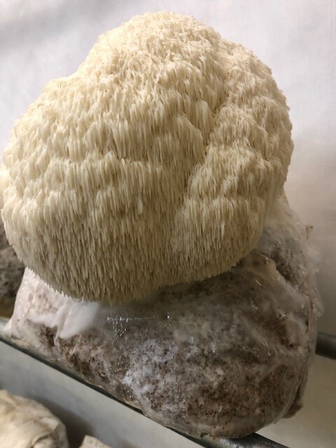 Lions Mane mushroom