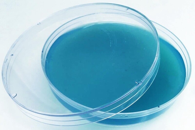 Agar Plate-Blue