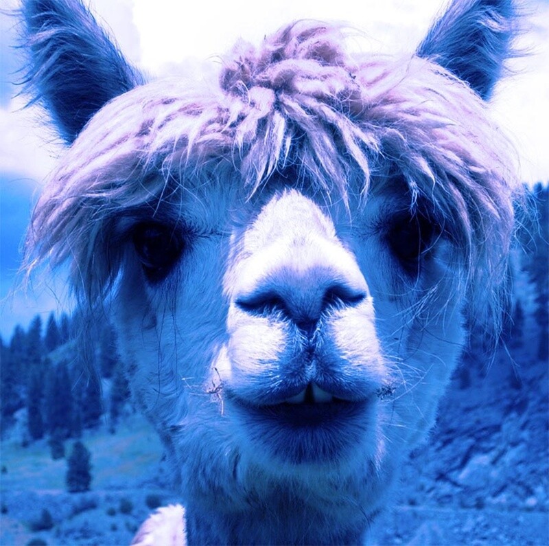 Alpaca Poo Powder