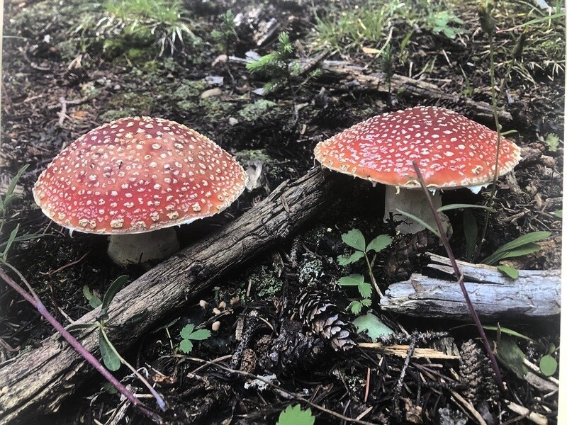 Amanita mushroom photo on canvas