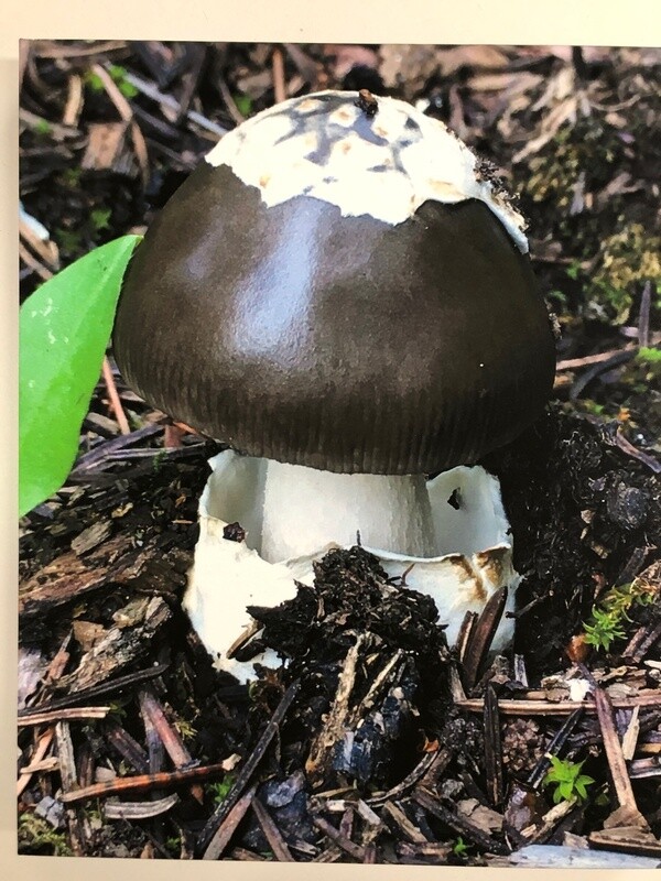 Amanita Vaginata photo on canvas
