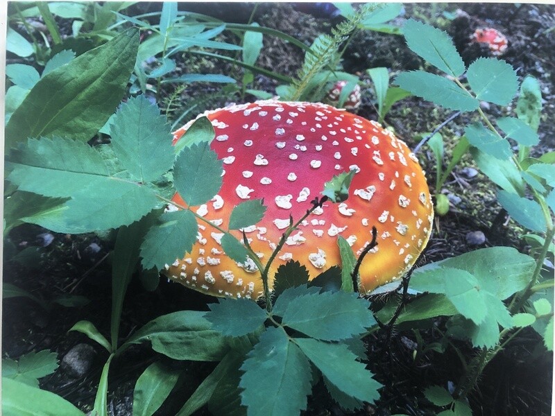 Amanita muscaria photo on canvas
