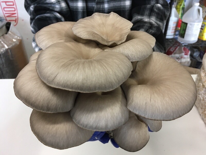 Grey Oyster ready to fruit block - Pleurotus Ostreatus