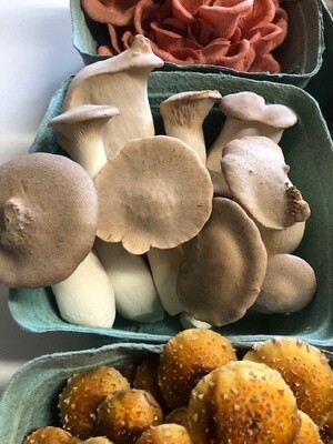 Fresh mushroom medley