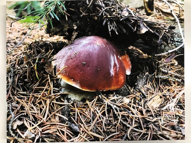 King Bolete (porcini) picture on canvas