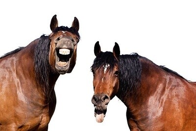 Pony Poo Powder