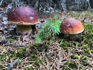 Porcini pieces 2oz.