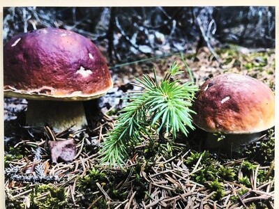King Bolete (porcini) photo on canvas