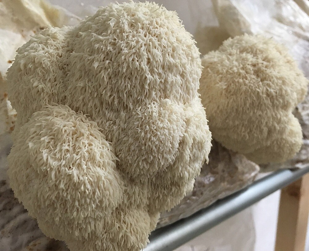 Lions Mane powder in bulk - hericium erinaceus