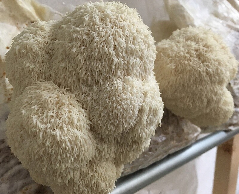 Lions Mane powder in bulk - hericium erinaceus