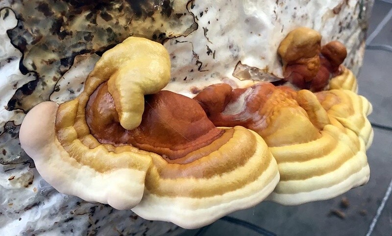 Reishi ready to fruit block - Ganoderma Sessile
