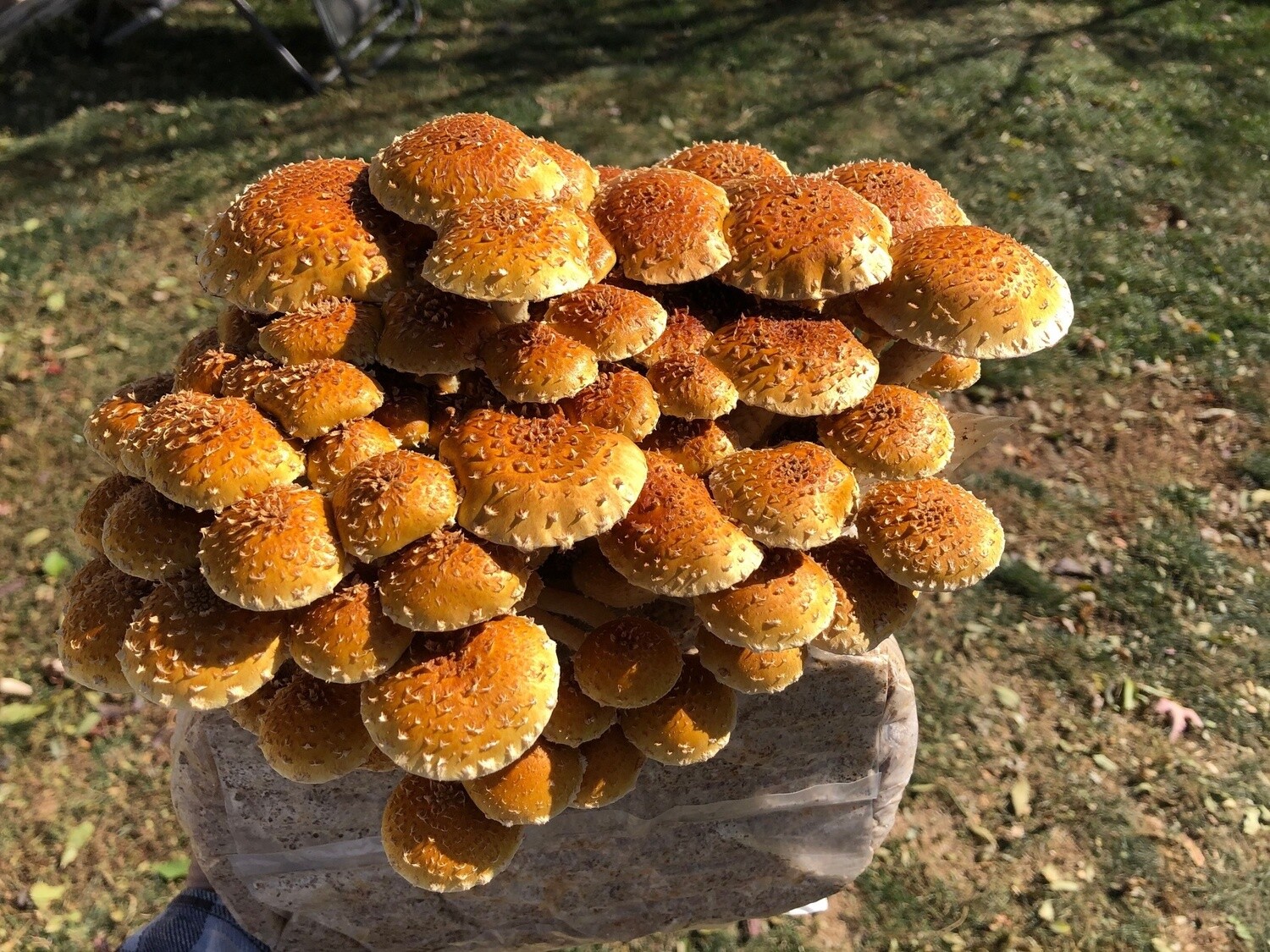 Chestnut mushrooms fresh