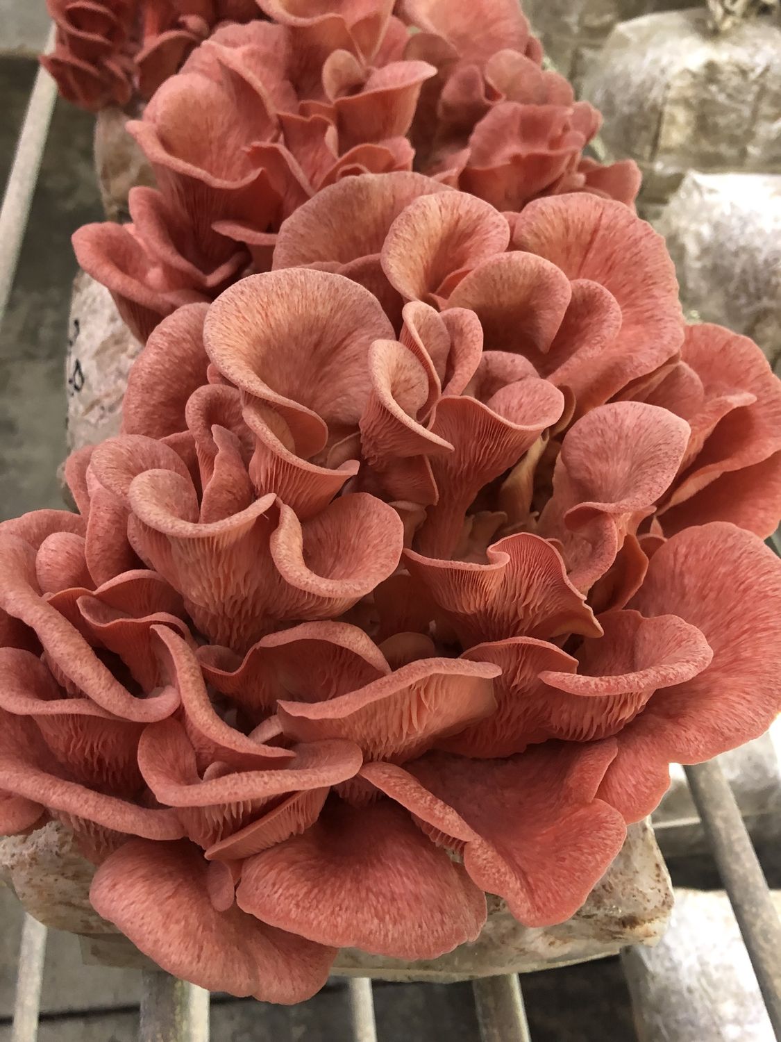 Pink Oyster ready to fruit block - Pleurotus djamor