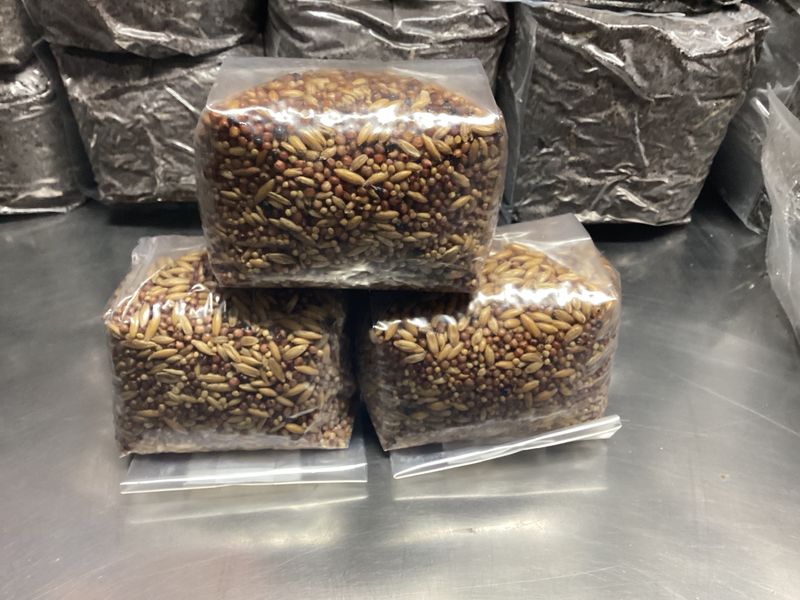 Sterilized Grain - WITHOUT injection port  - sterilized, hydrated and ready to inoculate