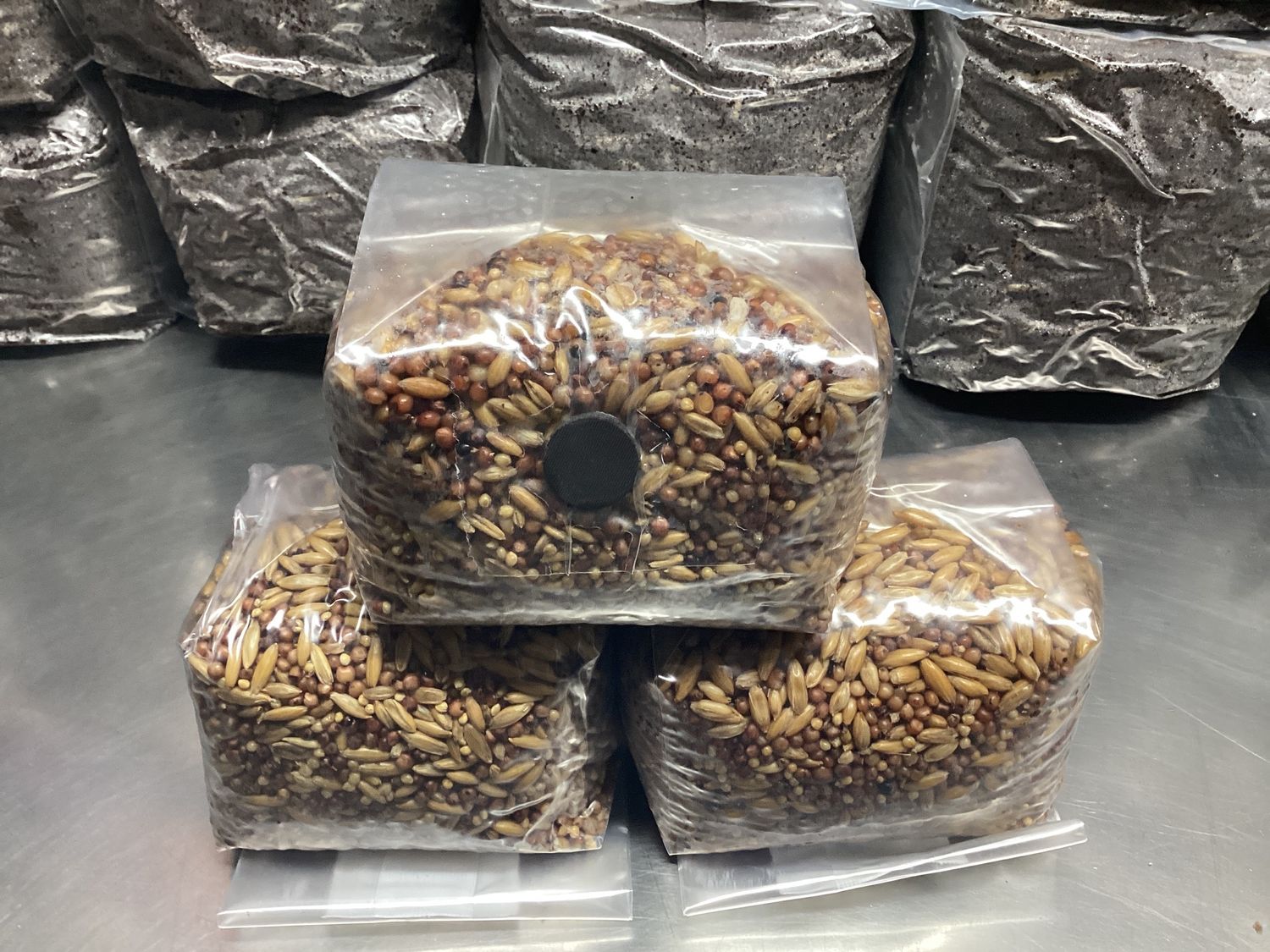 Sterilized grains with injection port, Size: 1-2lbs grains with injection port